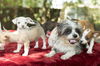 Fancy's pups--Adorable-- N-_VIDEO