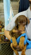 Darby-Baby Dobie-NEEDS HELP-N