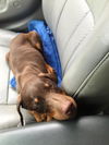 Darby-Baby Dobie-NEEDS HELP-N