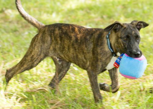 Ranger--Fun boy---N---Fostered in W. Mass