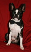 Stuey--Fun Boston guy---S