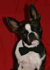 Stuey--Fun Boston guy---S