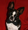 Stuey---Fun boston guy--N