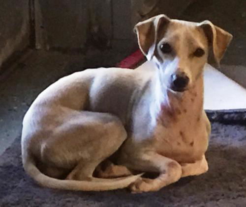 Tyler--sweet cuddler--VIDEO-LOCAL