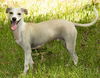 Tyler--sweet cuddler--VIDEO-LOCAL