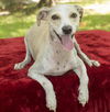 Tyler--sweet cuddler--VIDEO-LOCAL