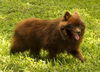 Mr Bear!!!-N