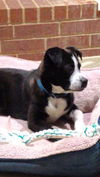 Butch- Cute playful boy--S