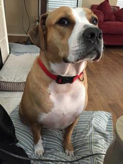 Pumpkin Lucy-S