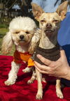 Tiny CINNAMON and her honey-IAN