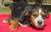 Marcia--Darling wirey pup----N