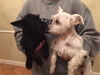 Shirley Temple and Luna-Love each other-N