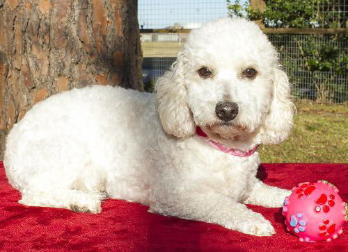 Melly---poodle mix girl--N