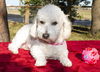 Melly---poodle mix girl--N