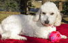 Melly---poodle mix girl--N