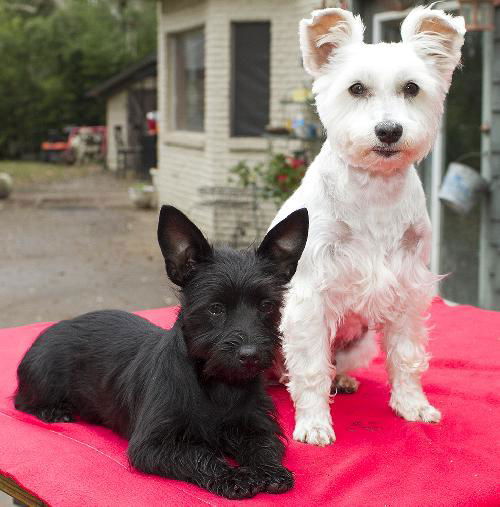 Shirley Temple and Luna--Love each Other--S