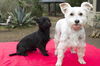 Shirley Temple and Luna--Love each Other--S