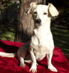 Jodi---short little doxie mix girl-CUTE !-S