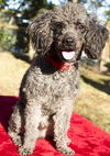 GUS-toy loving fun boy-S