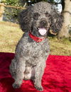 GUS-Toy Lover !  N
