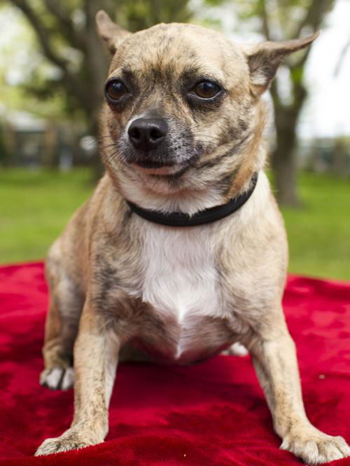 Sprite--Tiny chi girl-N