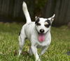 Maggie May--Fun and very loving!-N