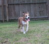 Molly----sweetheart-S