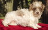 Benji-Tiny Cutey N-Fostered in CT