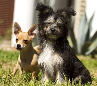 Farkle and Cory-Fostered in CT--S