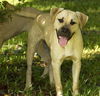 TYRION-- AMAZING BOY--S