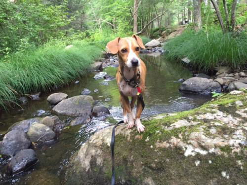 SUNNY D---N---FOSTERED IN CT-VIDEO