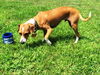 SUNNY D---N---FOSTERED IN CT-VIDEO