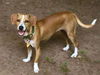 SUNNY D---N---FOSTERED IN CT-VIDEO