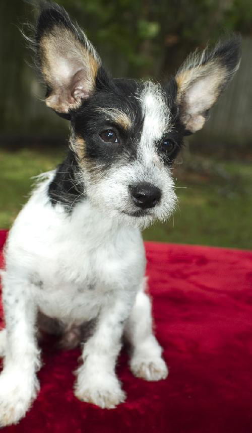 Simon -look at those ears !!!