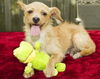 Goldie---playful little social girl-N