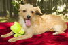 Goldie---playful little social girl-N