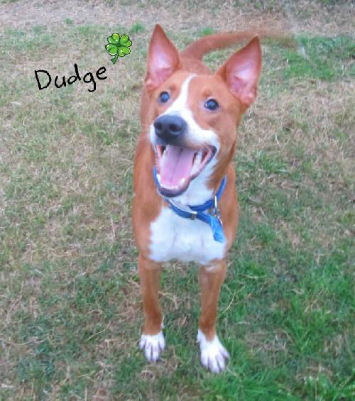 Dudge