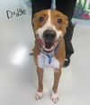 Dudge