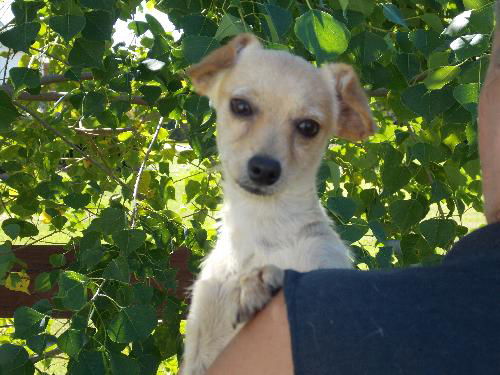 Bob-ADOPTED