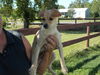 Bob-ADOPTED