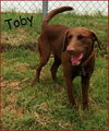 Toby