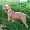 Odie ADOPTED