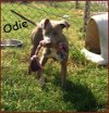 Odie ADOPTED