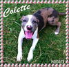 Collette URGENT FOSTER NEEDED