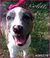 Collette URGENT FOSTER NEEDED