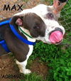 Max - BIG LOVE BUG