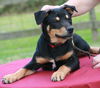 Mr. Jax ADOPTED
