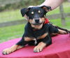 Mr. Jax ADOPTED