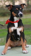 Miss Kristi adopted
