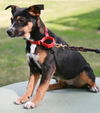 Miss Kristi adopted